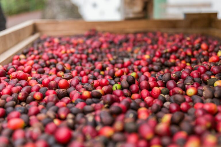 coffee cherries drying